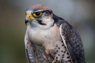 Close-up of bird of prey