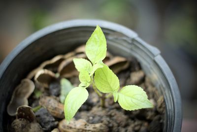 Close-up of sapling