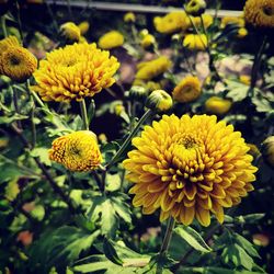 Close-up of yellow flowering plant