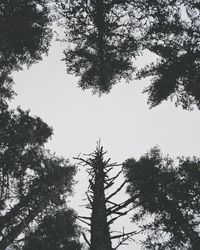 Low angle view of silhouetted trees against sky