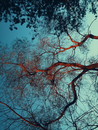 Low angle view of bare trees against sky