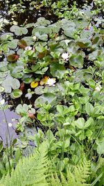 Close-up of flowers blooming outdoors