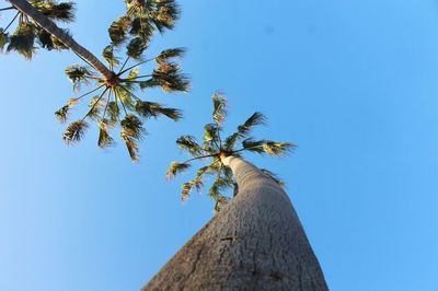 Low angle view of palm trees against clear blue sky