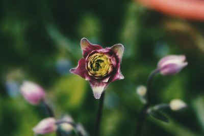 Close-up of wilted rose