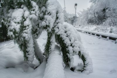 Snow covered trees on snow covered field