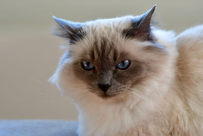 Close-up portrait of a cat