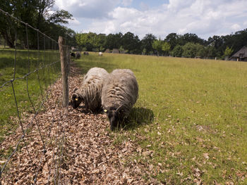 Hike through the lüneburg heath on the heidschnuckenweg. the sheep are a most frugal breed of sheep.