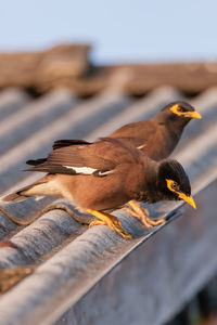 Close-up of bird perching