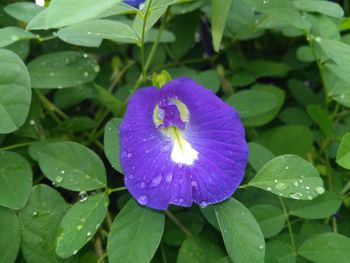 Close-up of wet purple flower