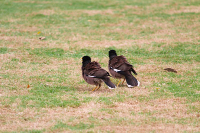 Two birds on field