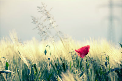 Close-up of red poppy flower on field