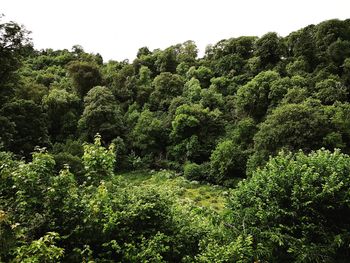 High angle view of trees in forest