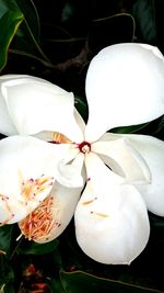 Close-up of white flowers