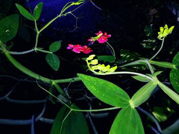 Close-up of flowering plant