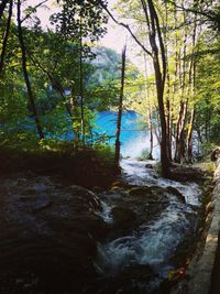 Scenic view of river amidst trees in forest