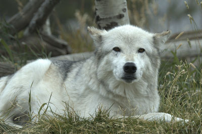 Portrait of dog relaxing on field