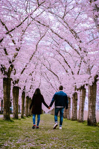 Full length rear view of women walking on cherry blossom