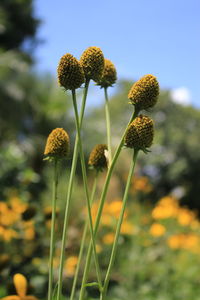 Close-up of yellow flowering plant on field