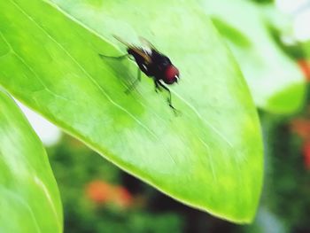 Close-up of fly on leaf