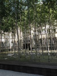 Trees in forest against sky