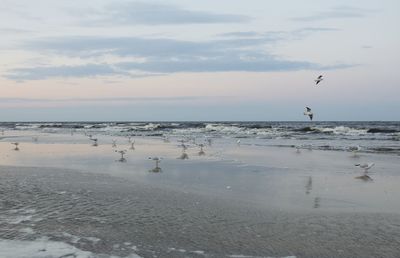 Seagulls flying over beach against sky