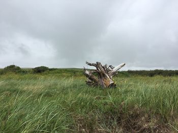 Plants on field against sky
