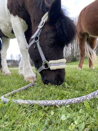 Horses grazing in field