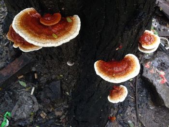 Close-up of mushrooms