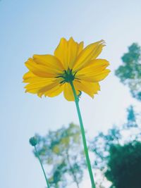 Low angle view of yellow flower blooming against sky