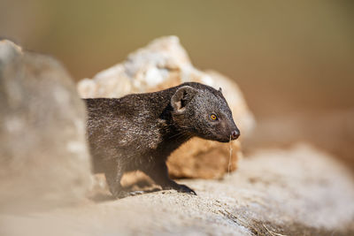 Close-up of an animal