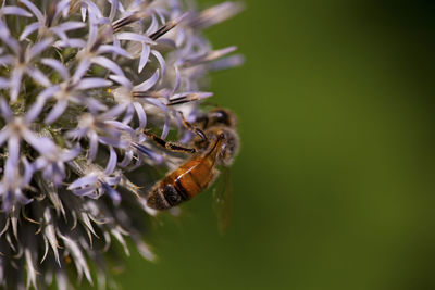 Close-up of bee on flowers
