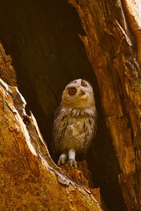 Low angle view of owl perching on tree trunk