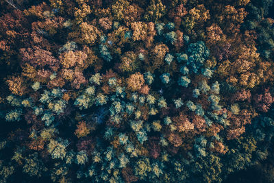 Full frame shot of trees during autumn