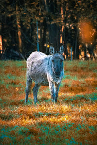 Horse standing on field