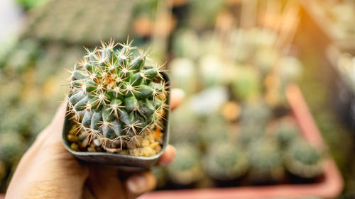 Cropped hand of person holding succulent plant