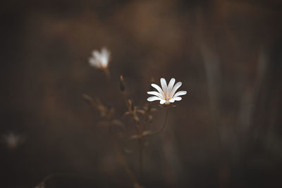 Close-up of white flowering plant on field