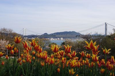 Close-up of flowers blooming on field against sky