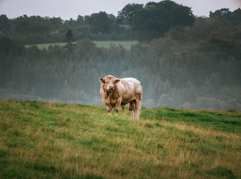 View of a horse on field