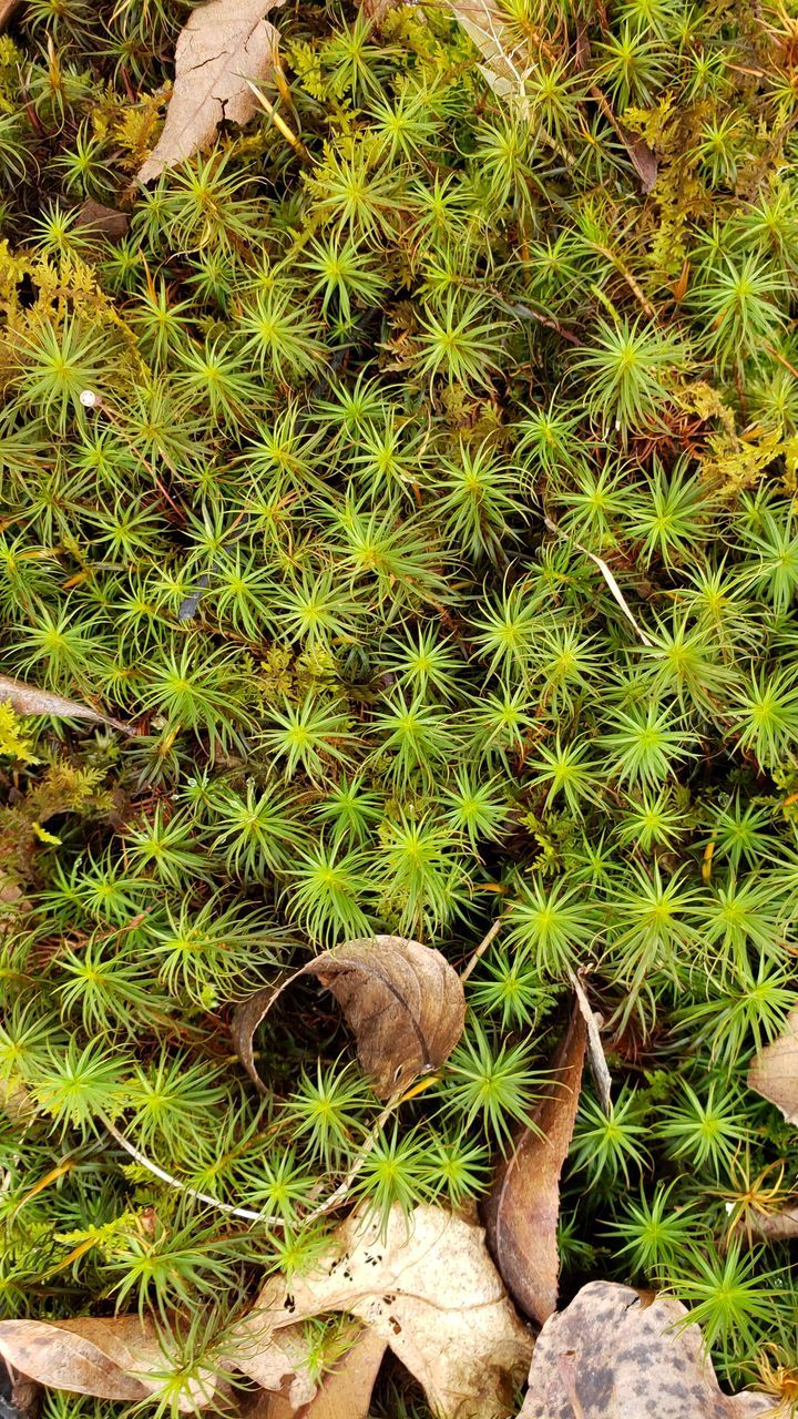 HIGH ANGLE VIEW OF SUCCULENT PLANT ON LAND