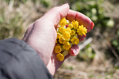 Picking light yellow cowslip flowers on a meadow during spring. natural herbal tea.