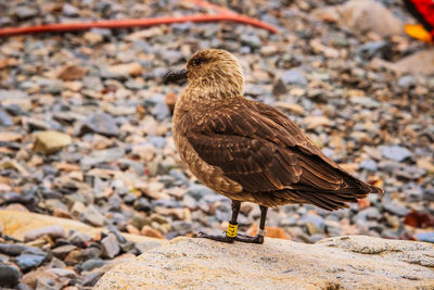 Close-up of bird perching on rock