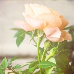 Close-up of rose plant