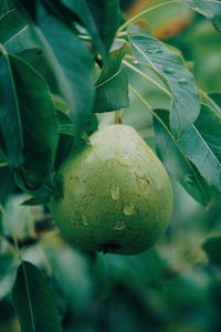 Close-up of pear growing on tree