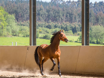 Horse standing in a window