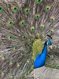 Close-up of peacock