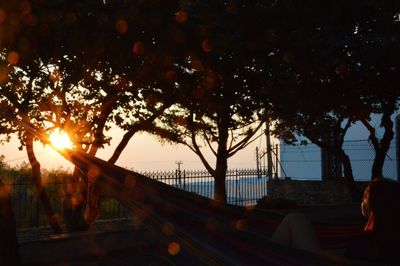 Sun shining through trees