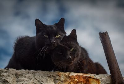 Close-up portrait of black cat