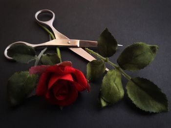 Close-up of flowers over white background