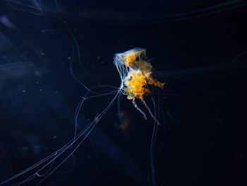 Close-up of jellyfish swimming in sea