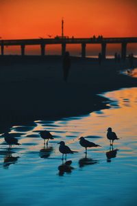 Silhouette birds on beach during sunset